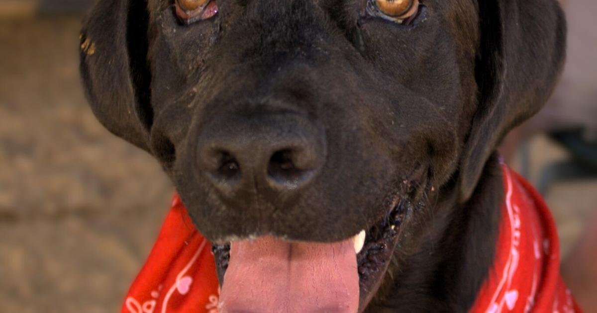 Meet the black dogs of Mohave County Animal Shelter ready for adoption