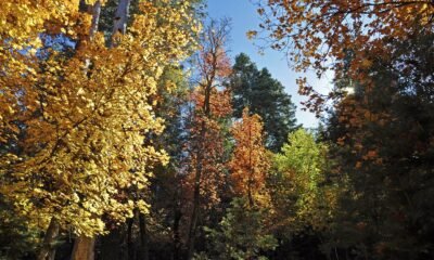 2024 Arizona fall foliage map: When, where to see leaves change color