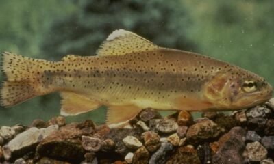 Apache trout, Arizona’s state fish, dropped from endangered species list after 50-year comeback