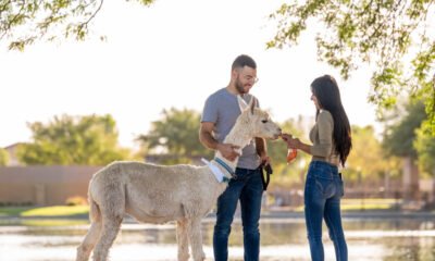 Peruvian wildlife tour without leaving Maricopa? Alpaca bag