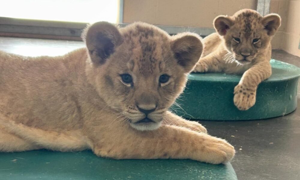 Phoenix Zoo lion cubs officially have names after public votes tallied