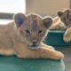 Phoenix Zoo lion cubs officially have names after public votes tallied