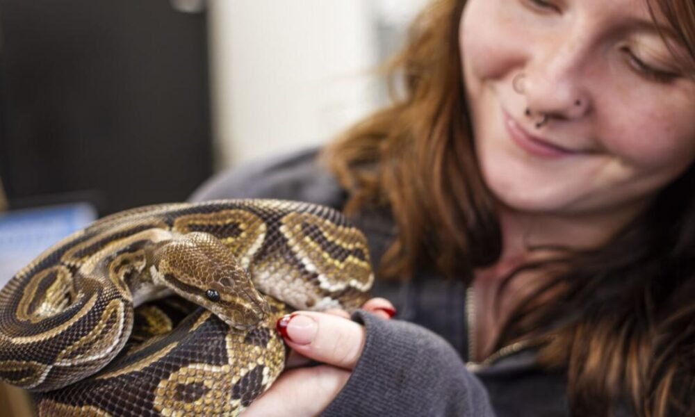 Snakes and Ladders: Local woman finds purpose in combination exotic pet, game store