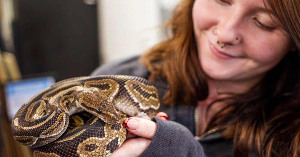 Snakes and Ladders: Local woman finds purpose in combination exotic pet, game store