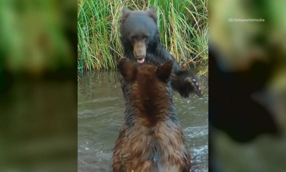 Arizona wildlife photographer captures 2 adorable bears near Tucson