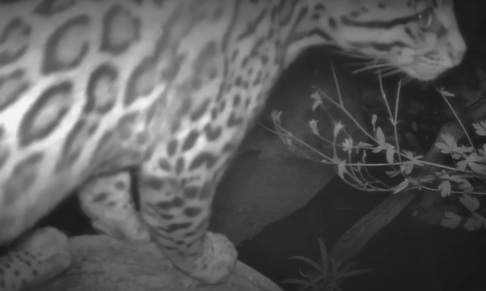 Arizona ocelot footage: Endangered cat captured on camera