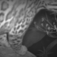 Arizona ocelot footage: Endangered cat captured on camera