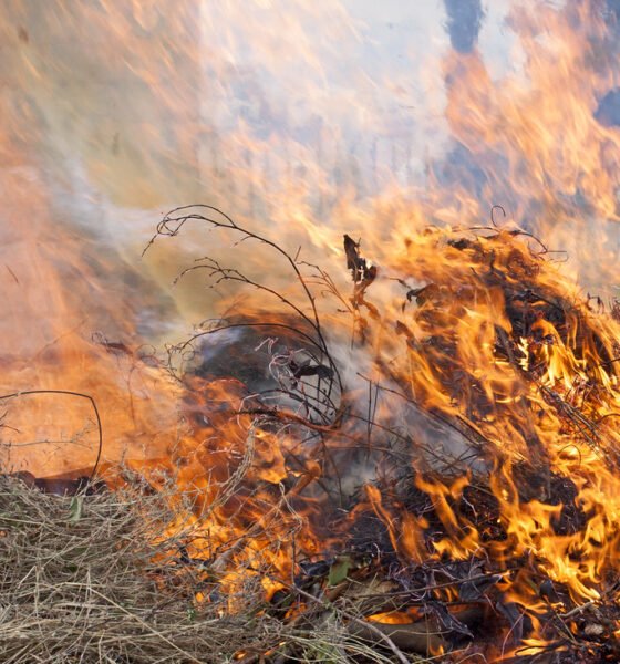 An image of landscape waste burning in a yard. [zeevveez/Flickr]