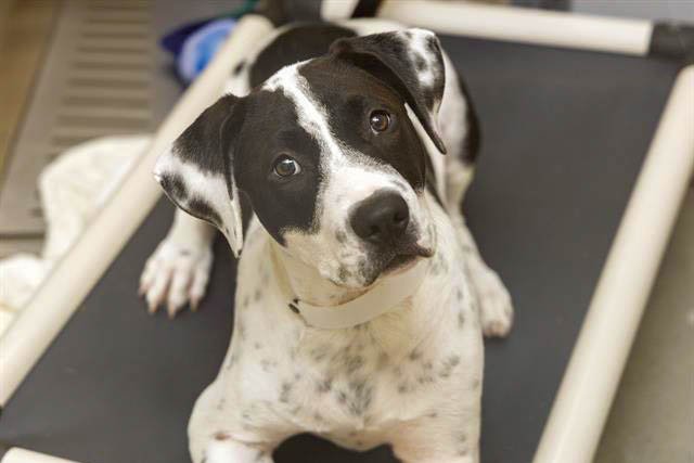 Pet of the Month: Sweet pup seeks safe, healing haven