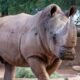 Phoenix Zoo resident Howard the rhinoceros humanely euthanized