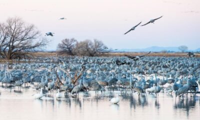 'Thrilling cacophany': Sandhill cranes again wing way to Southern Az's Whitewater Draw