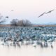 'Thrilling cacophany': Sandhill cranes again wing way to Southern Az's Whitewater Draw