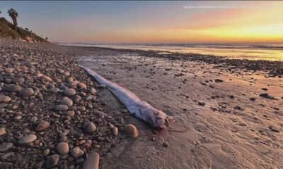 Deep-sea creature commonly referred to as the 'doomsday fish' washed up in Encinitas