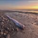 Deep-sea creature commonly referred to as the 'doomsday fish' washed up in Encinitas