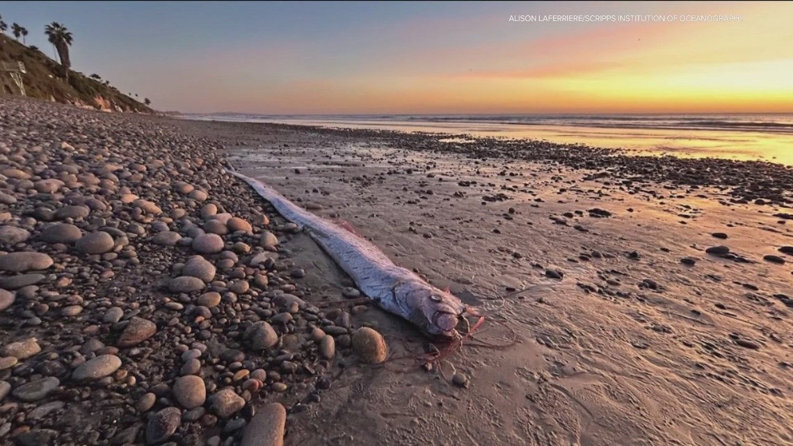 Deep-sea creature commonly referred to as the 'doomsday fish' washed up in Encinitas