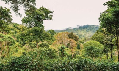 Coffee roaster acquires Panama farm