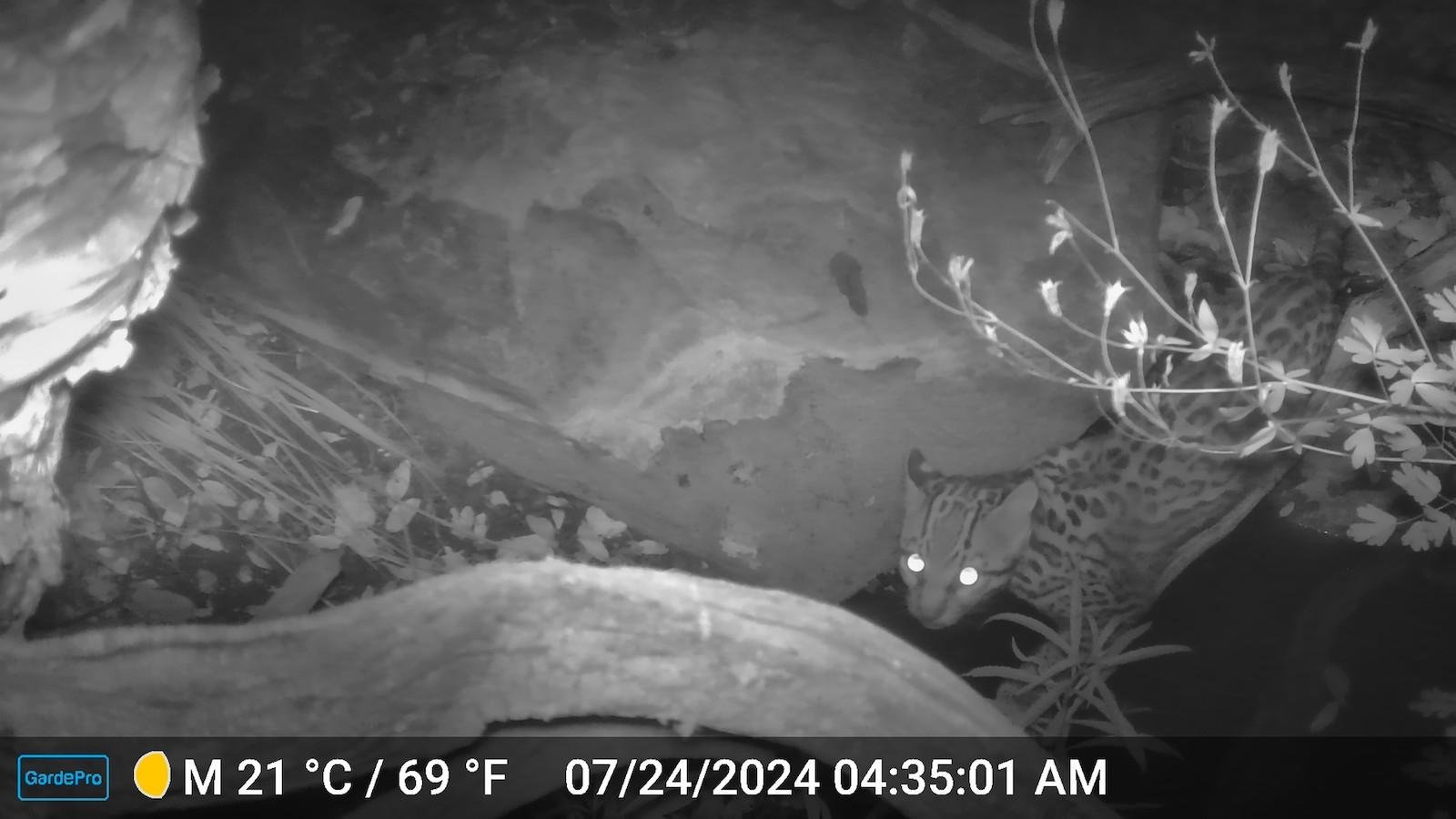 Enviros push state officials to end dog pack hunting in Arizona