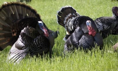 Talking turkey! How the Thanksgiving bird got its name (and then lent it to film flops)