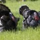 Talking turkey! How the Thanksgiving bird got its name (and then lent it to film flops)