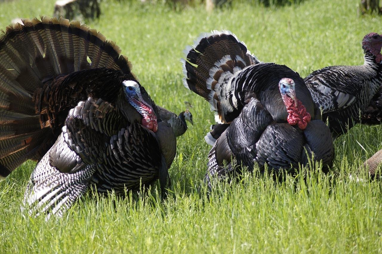 Talking turkey! How the Thanksgiving bird got its name (and then lent it to film flops)