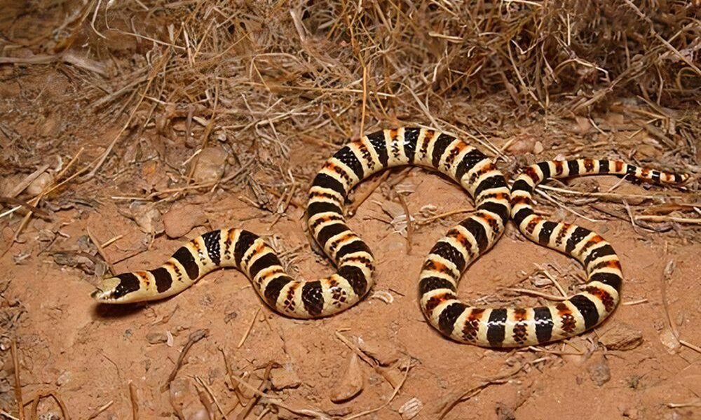 Tucson shovel-nosed snake: 9th Circuit probes whether genetics or coloration define a subspecies