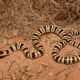 Tucson shovel-nosed snake: 9th Circuit probes whether genetics or coloration define a subspecies