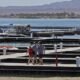 Havasu Riviera Marina enjoys first 'full' season, looks to future development