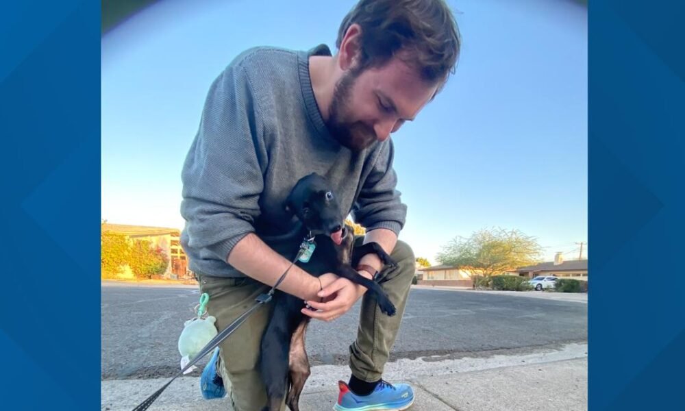 Reddit saves a dog: How East Valley communities came together to get Iris home