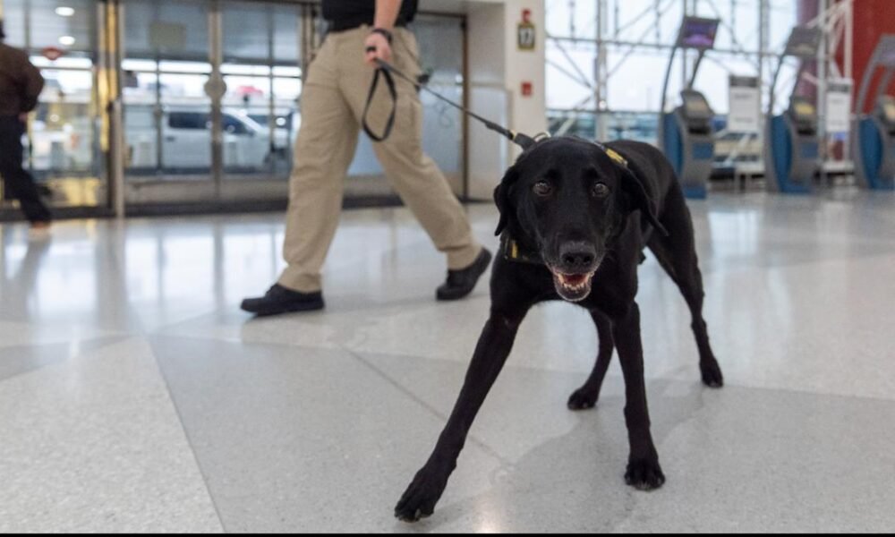 Argo the dog, who is featured on TSA's 2025 canine calendar, protects travelers by sniffing out explosives