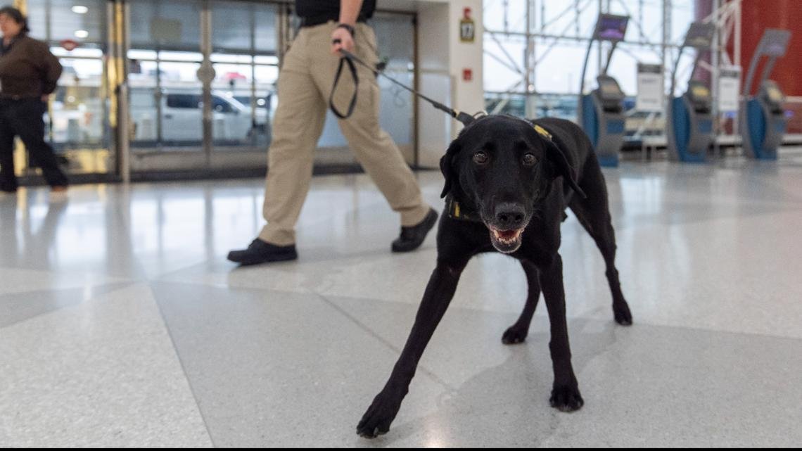 Argo the dog, who is featured on TSA's 2025 canine calendar, protects travelers by sniffing out explosives