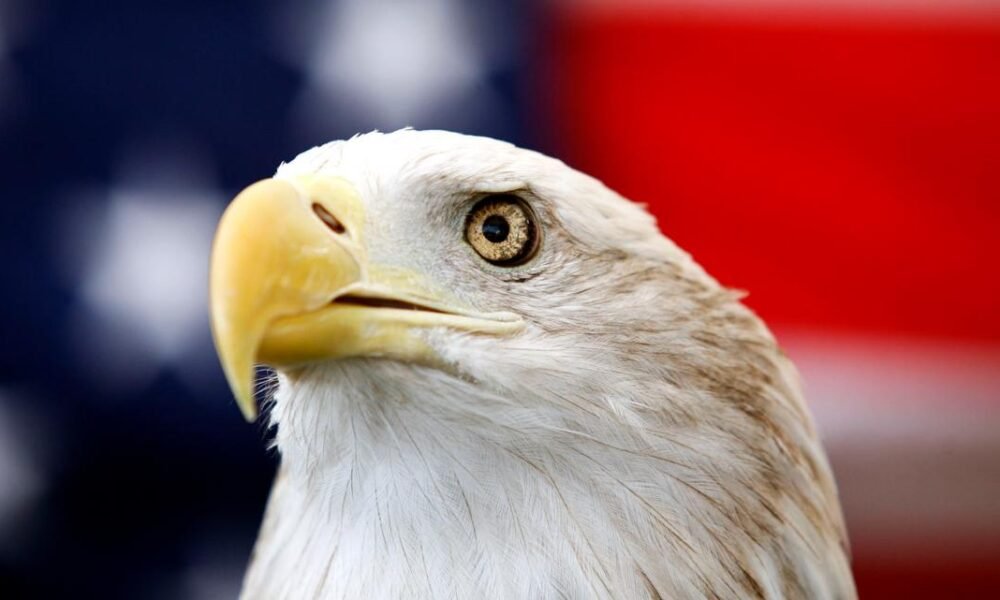 For centuries, the bald eagle has been unofficially recognized. Now it's the official national bird.