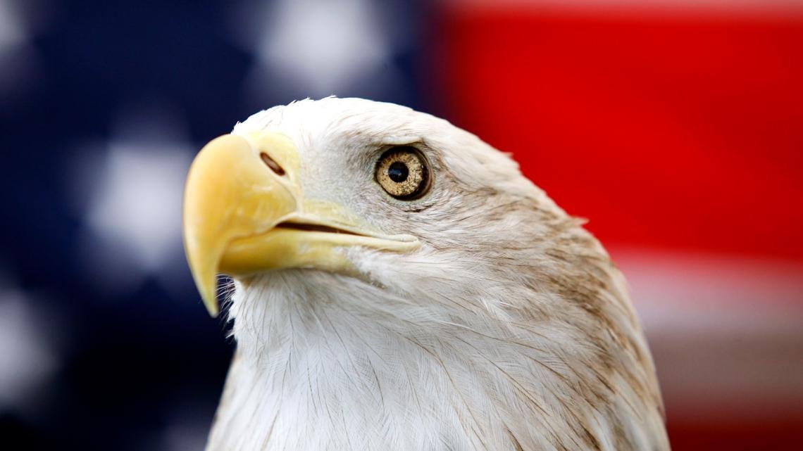 For centuries, the bald eagle has been unofficially recognized. Now it's the official national bird.