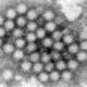 Nasty norovirus is back in full force with US cases of the stomach virus surging