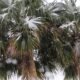 Today marks 10 years since snowy New Year's Eve in Havasu; This year to be warm