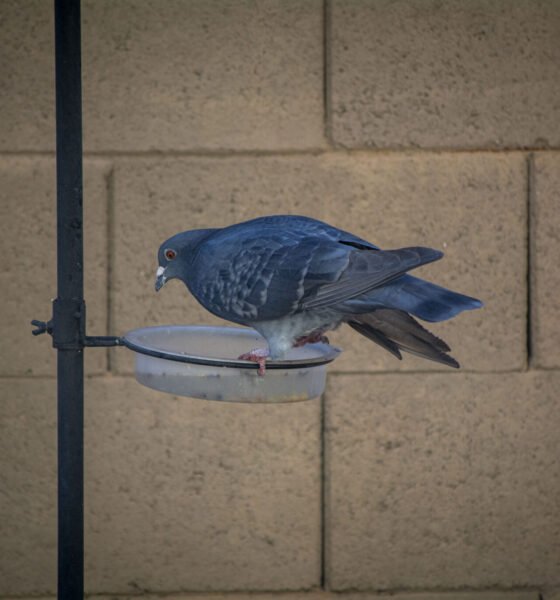 Arizona bird lovers should be cautious as avian flu spreads