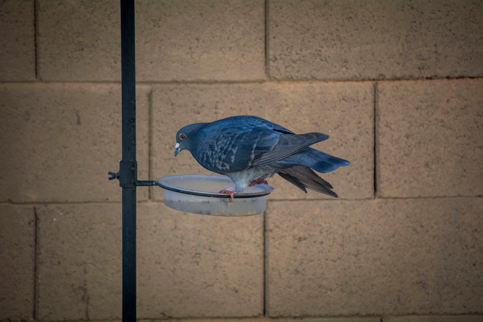 Arizona bird lovers should be cautious as avian flu spreads