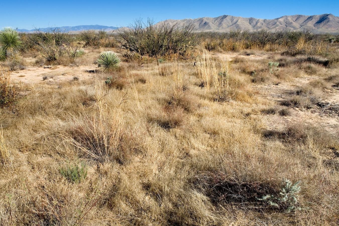 Arizona moves to regulate rural groundwater pumping near Willcox