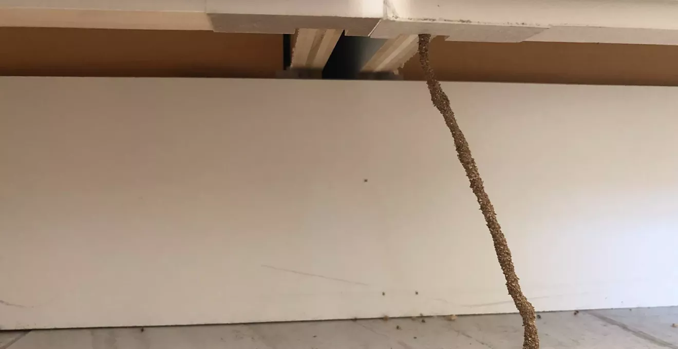 Arizona termites: What to know about treatment, prevention and more