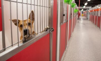 With shelter at 'critical capacity' PACC reminds public to keep pets indoors for New Years' Eve