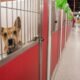 With shelter at 'critical capacity' PACC reminds public to keep pets indoors for New Years' Eve