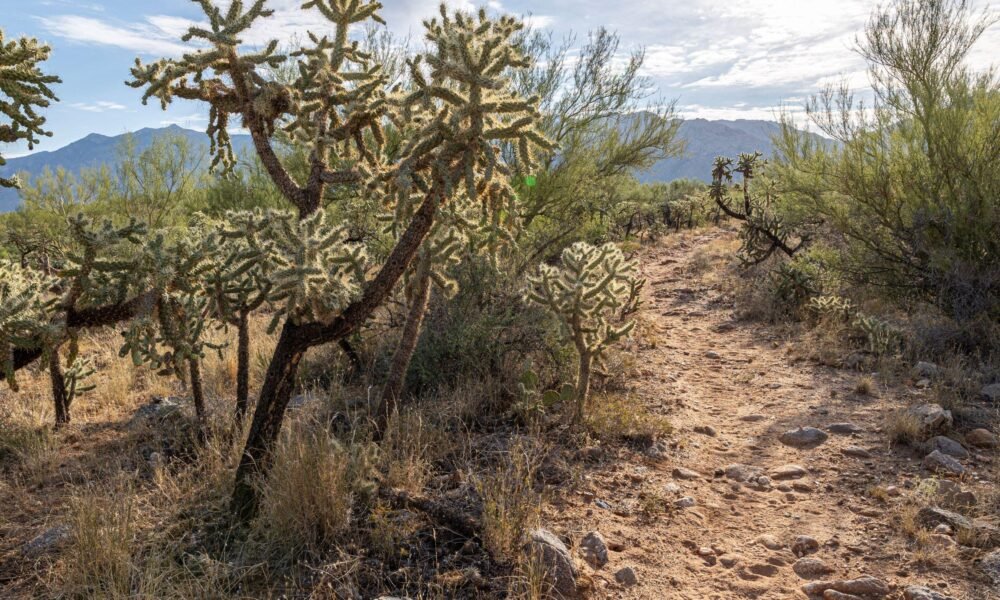 Catalina State Park hosting annual New Year's Day hike