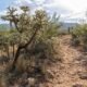 Catalina State Park hosting annual New Year's Day hike