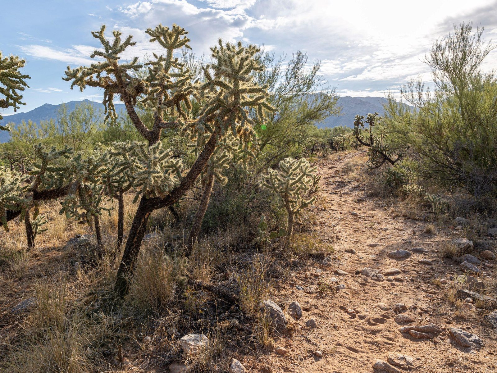 Catalina State Park hosting annual New Year's Day hike