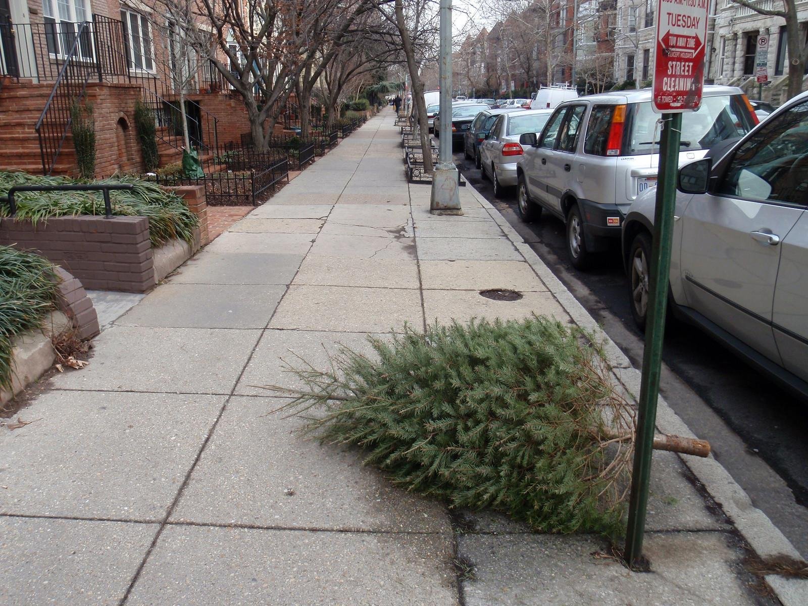 It's still Christmas but not for long: Recycle holiday trees at these Tucson area spots