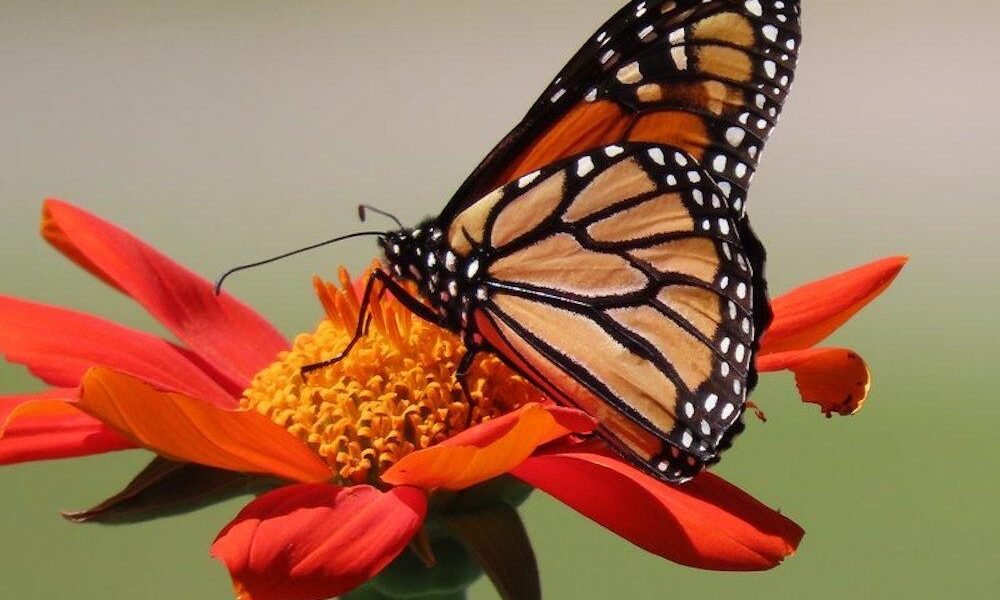 Feds move to declare monarch butterflies as endangered species