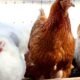 First human Bird Flu cases pop up in Arizona: None reported in Mohave County