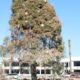 🚧 Havasu Tip List: Oh, 'Christmas' tree! Dying pine at Wheeler Park to be replaced