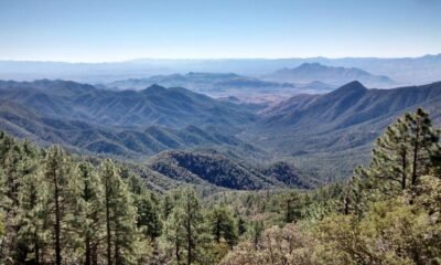 Hundreds of trees found cut near Madera Canyon