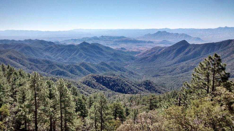 Hundreds of trees found cut near Madera Canyon