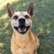 Pet of the Month: Terrific Tony brings energy and love